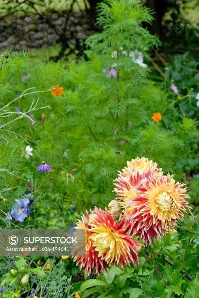 France, Herault Department, A Vegetable Garden And Flowers