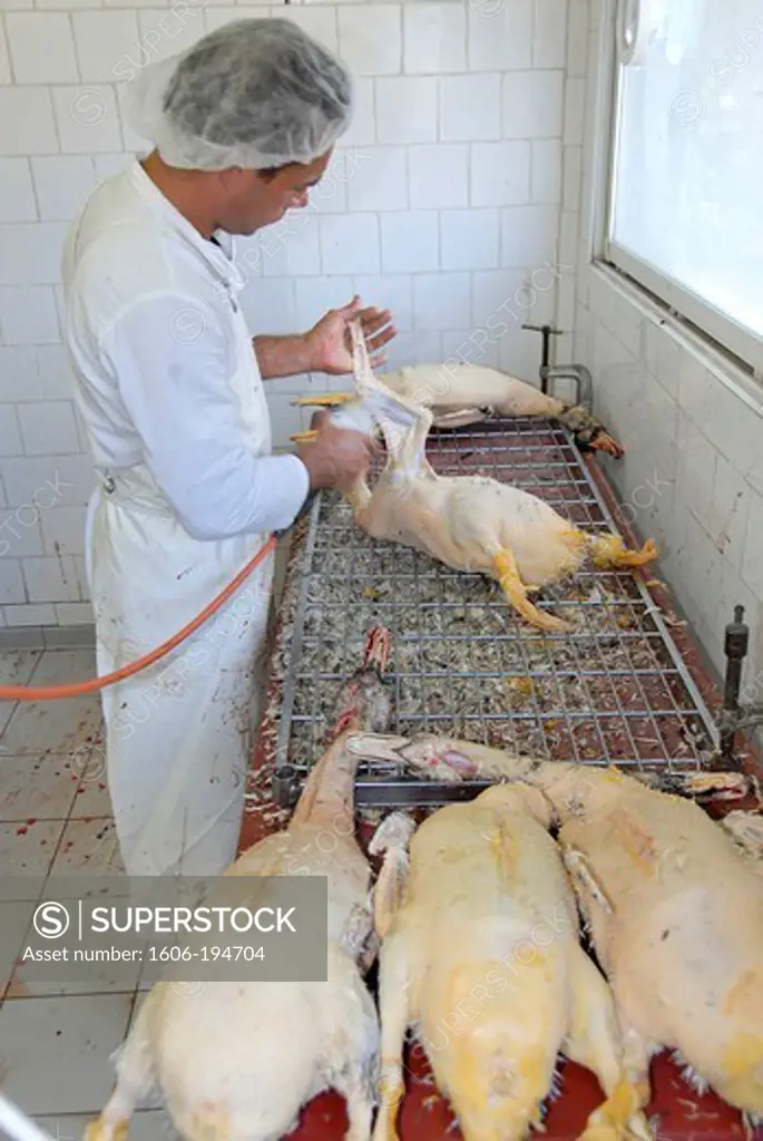 France, Pyrenees Orientales, A Worker In A Foie Gras Cannery