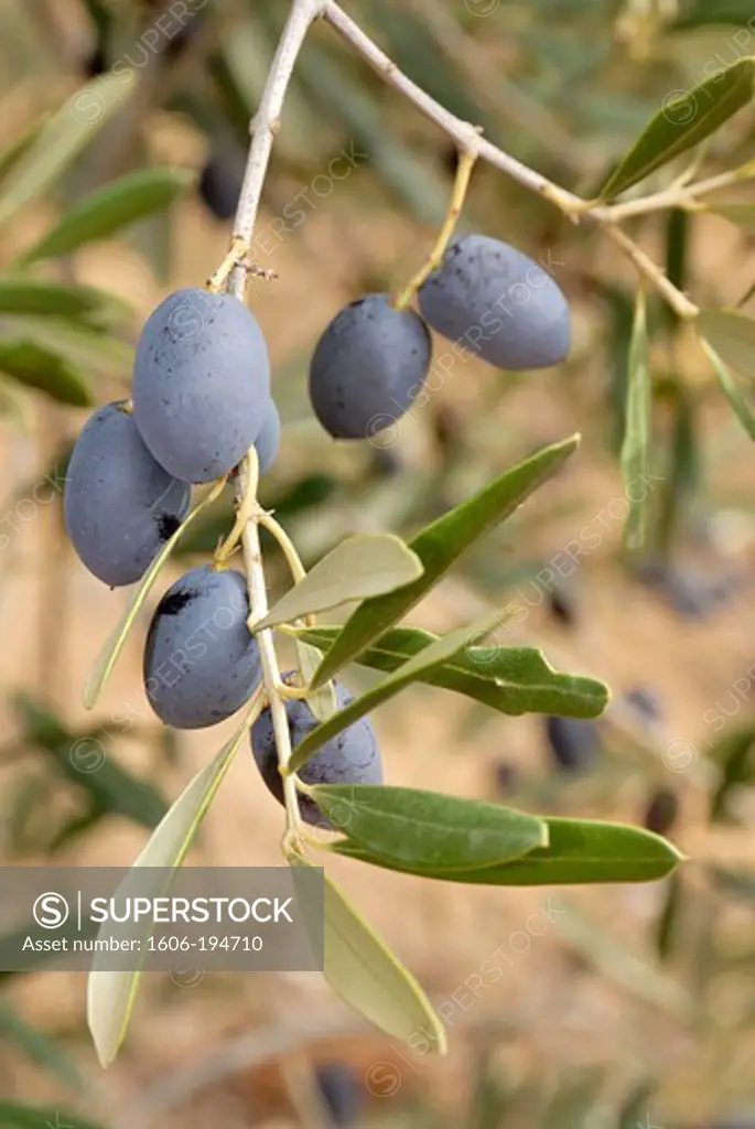France, Aude Department, Close Up Of Olives On A Tree