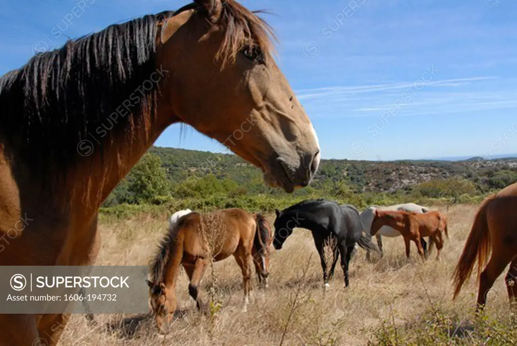 France, Herault Department, A Breeder Of Horses