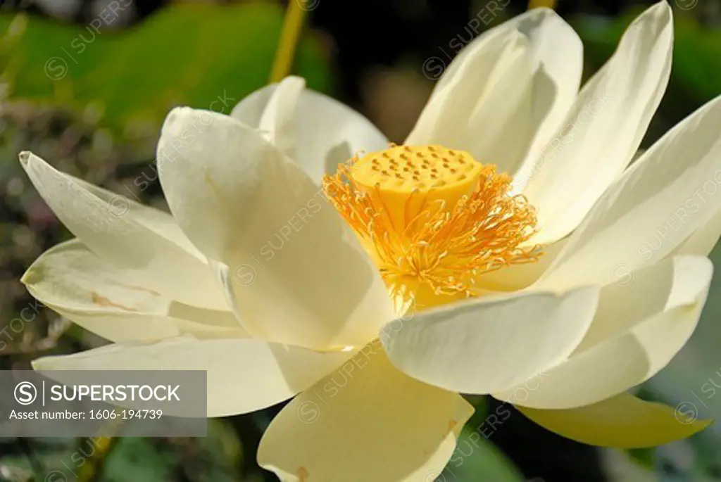 France, A Lotus Flower