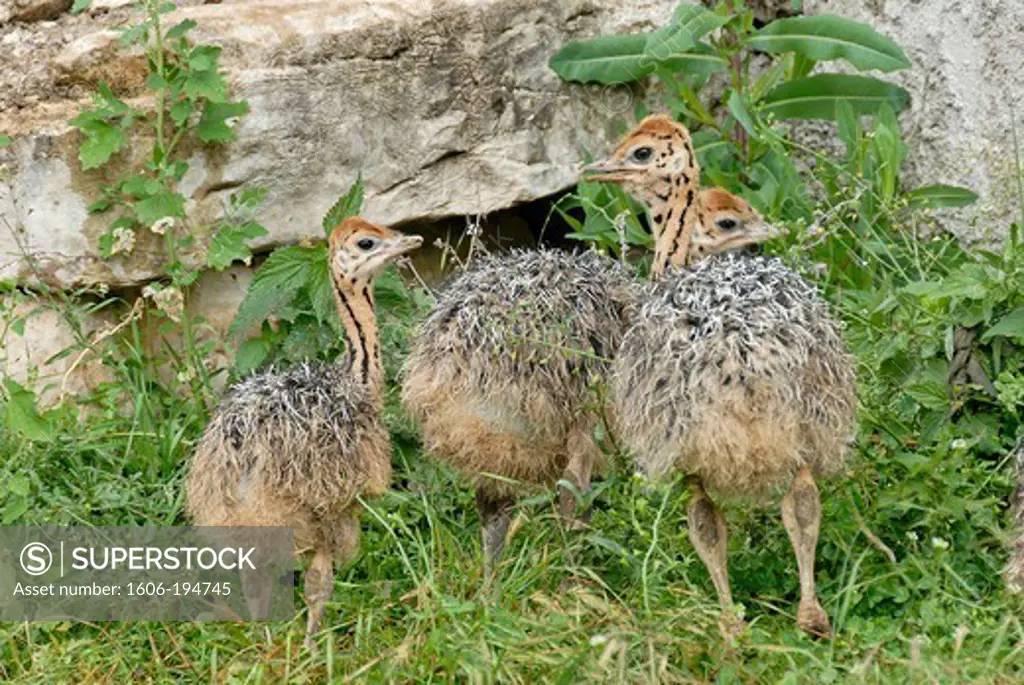 France, Lozere Department, An Ostrich Farm With Babies