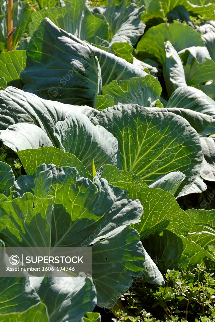 France, Lozere Depatment, Cabbages In A Vegetable Garden