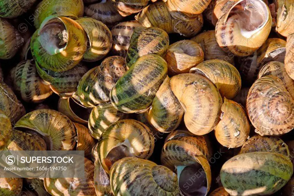 France, Pyrenees Orientales, A Producer Of Snails