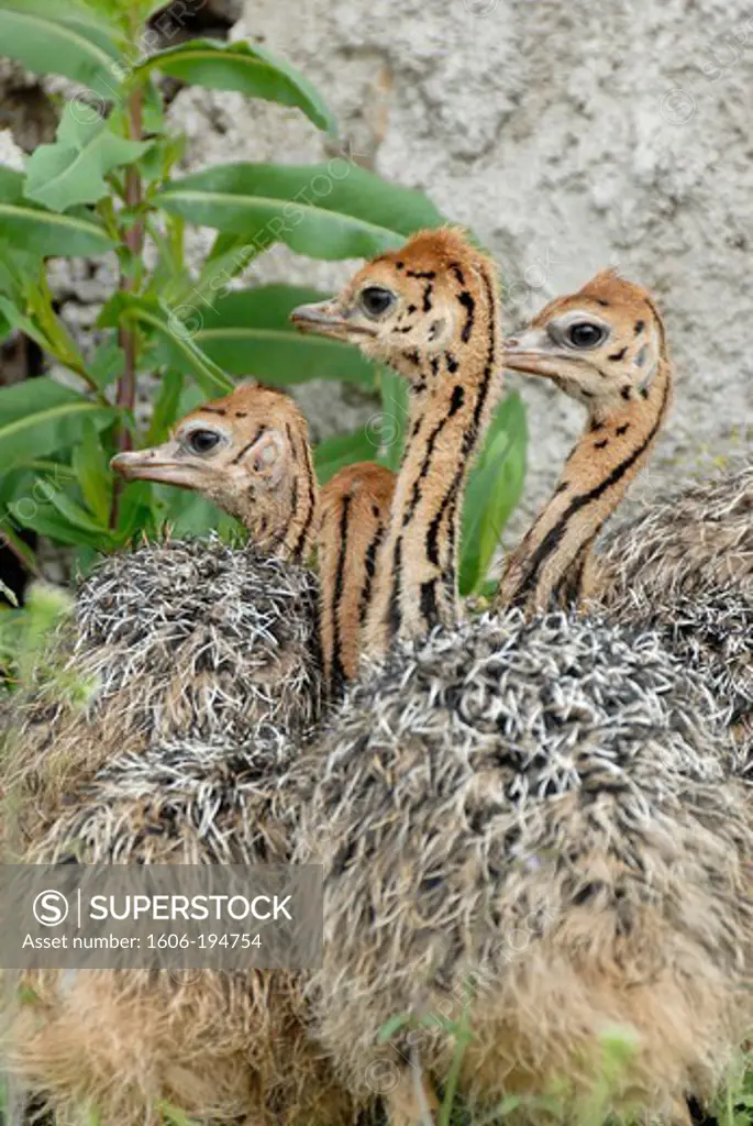 France, Lozere Department, An Ostrich Farm With Babies