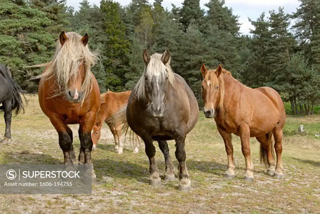 France, Lozere Department, Draft Horses In A Farm