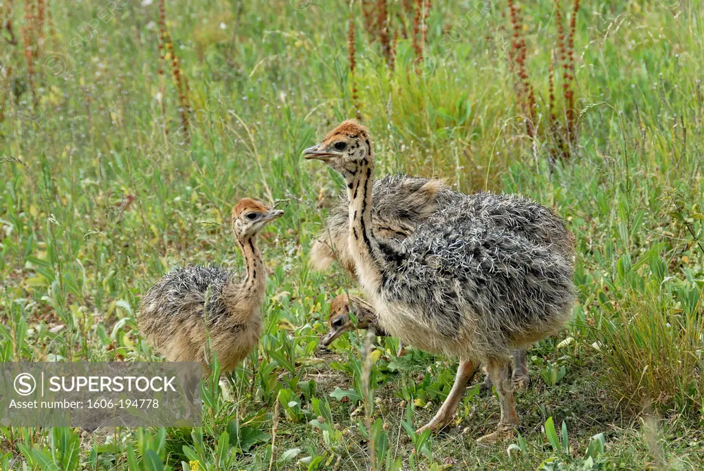 France, Lozere Department, An Ostrich Farm With Babies