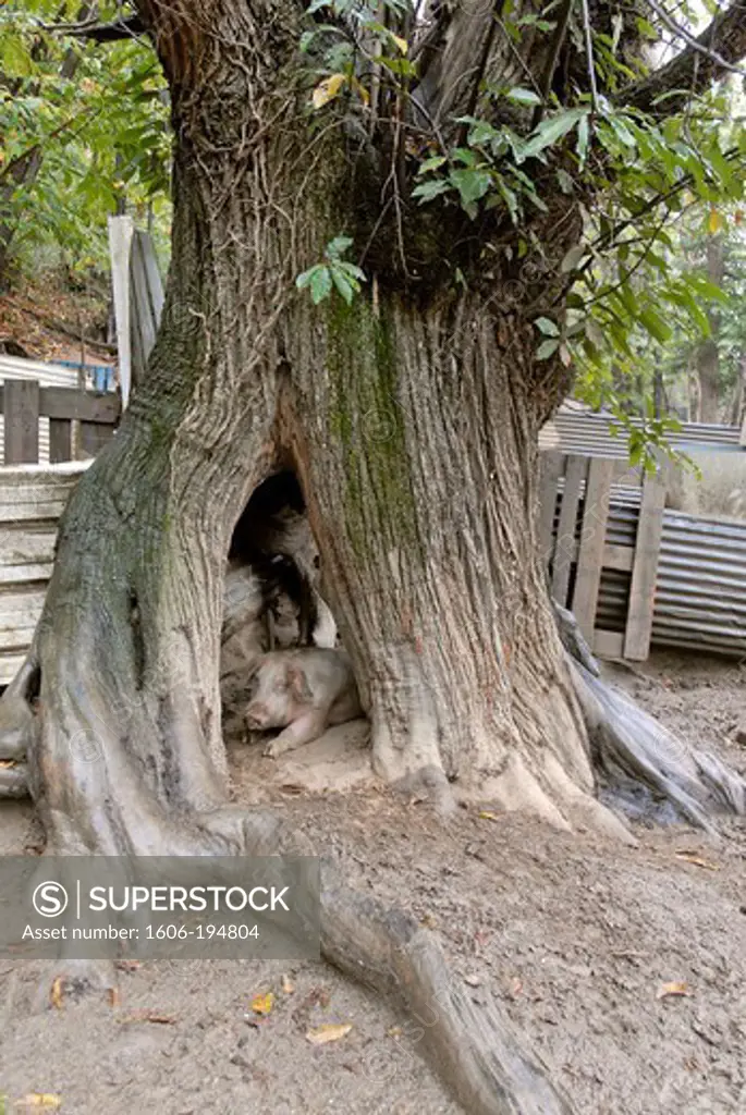 France, A Pig In A Tree Trunk