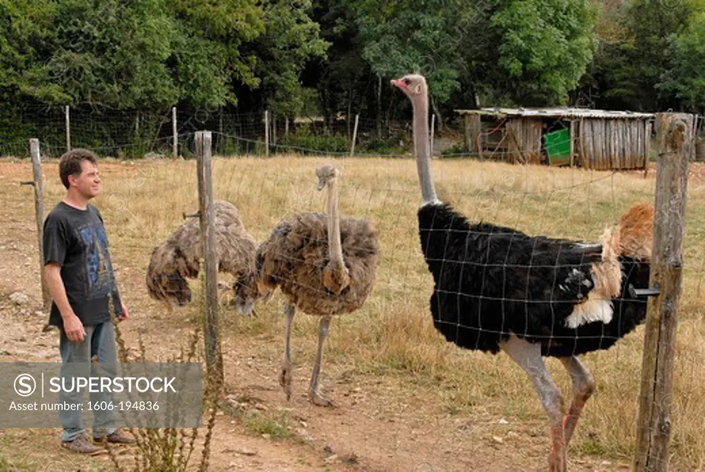 France, Lozere Department, An Ostrich Farm