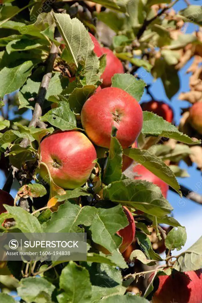 France, Lozere Department, An Apple Tree