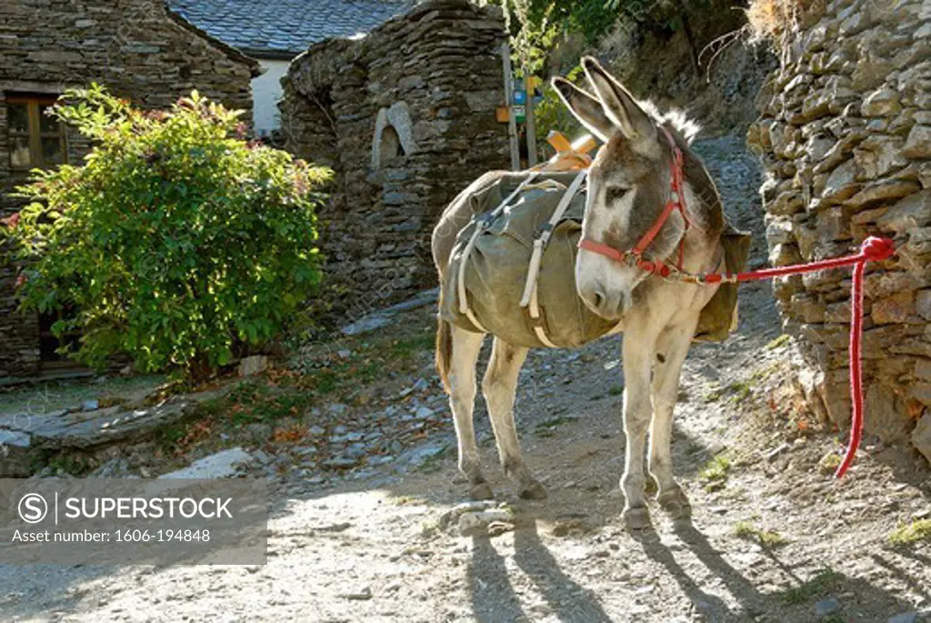 France, Lozere Department, A Donkey