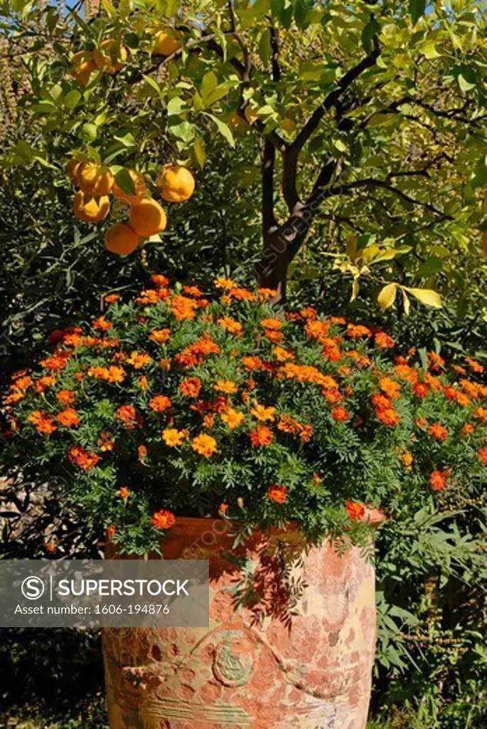 France, An Orange Tree And Flowers