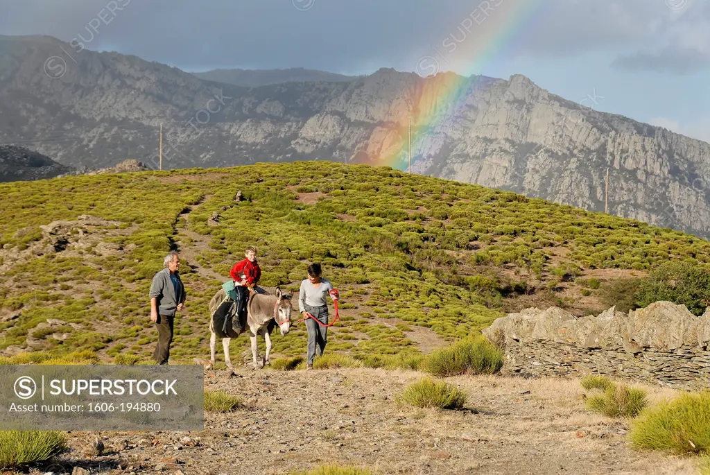 France, Lozere Department, Cevennes, A Family Hike With A Donkey