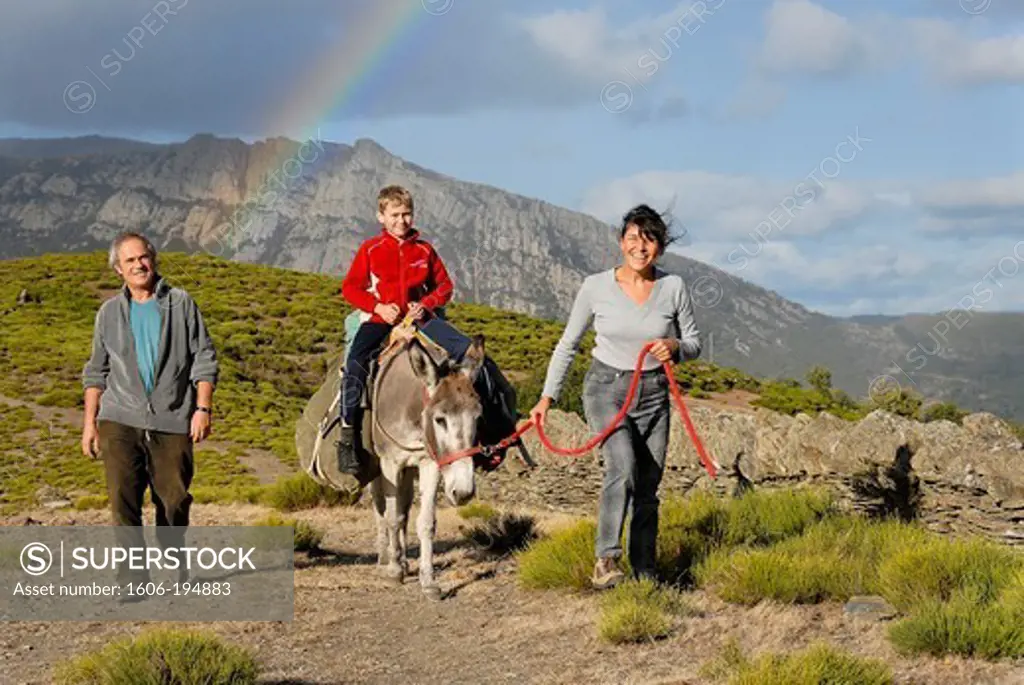 France, Lozere Department, Cevennes, A Family Hike With A Donkey