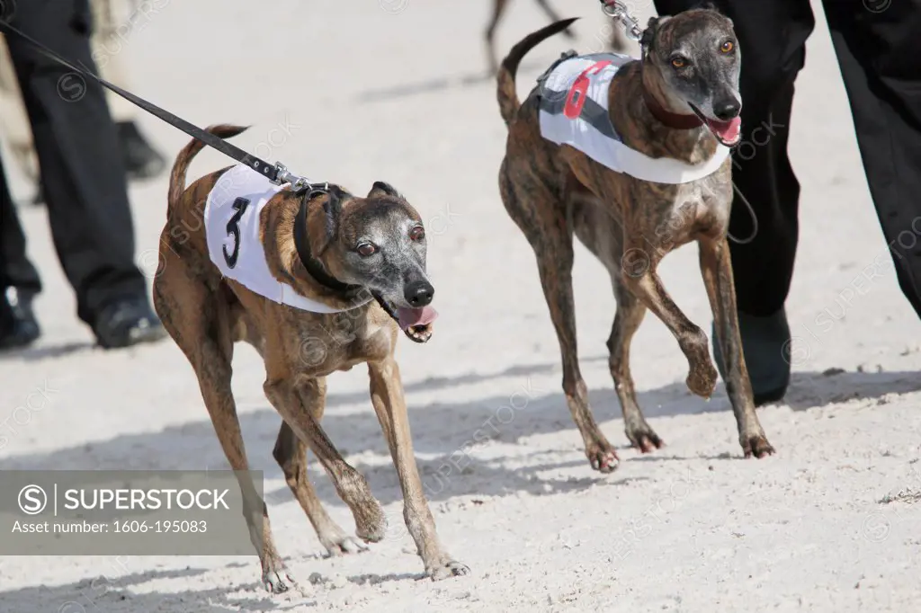 France. Greyhounds Before A Race