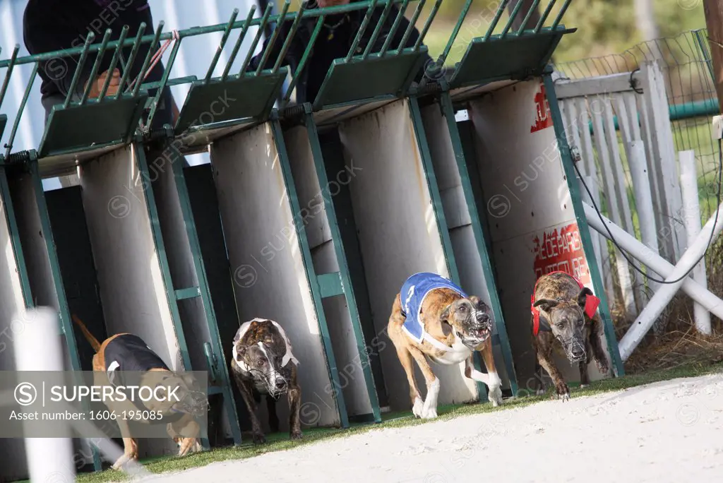 France. Greyhounds During The Start Of A Race
