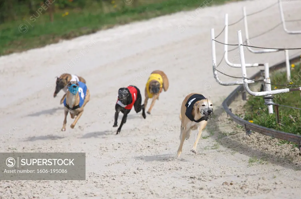 France. Greyhounds During A Race