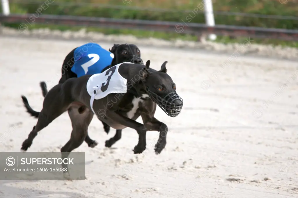 France. Greyhounds During A Race