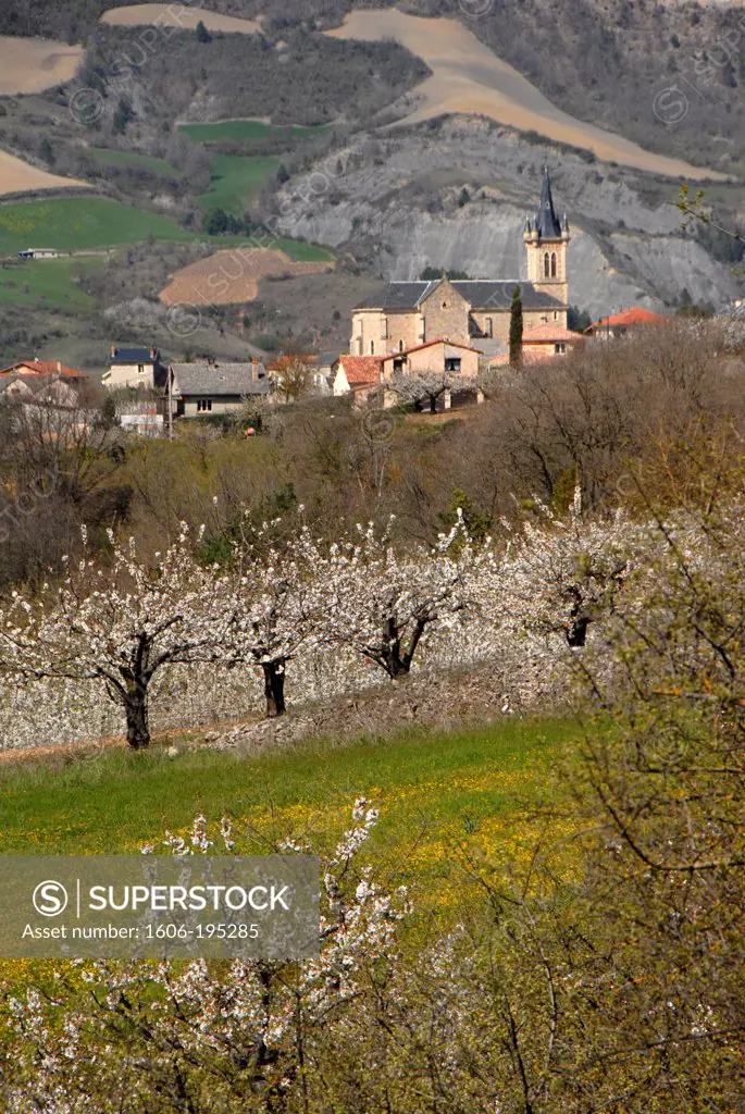 Cherry Trees Near Riviere-Sur-Tarn, Aveyron, France