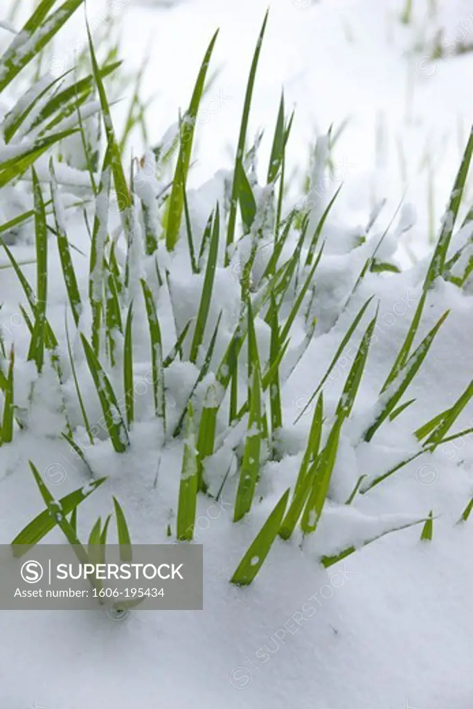 Tuft Of Grass Covered With Snow