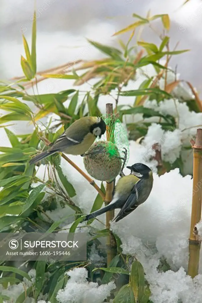 2 Great Tits  (Parus Major) On A Ball  Seeds Hanging On The Bamboo Covered With Snow, In April In Ariege