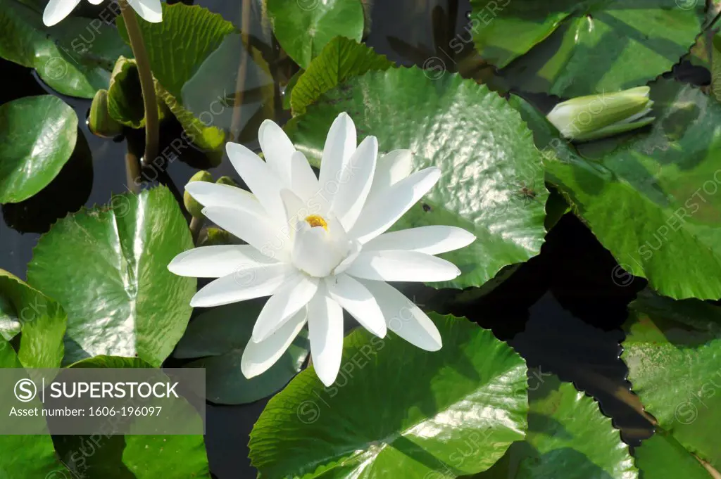 Asia, South East Asia, Vietnam, Lotus Flower