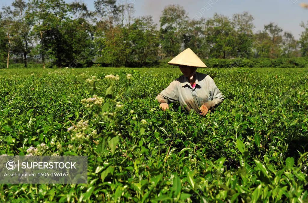 Vietnamese People Working In A Tea Plantation Near Kontum In Vietnam'S Central Highlands, Vietnam, South East Asia, Asia
