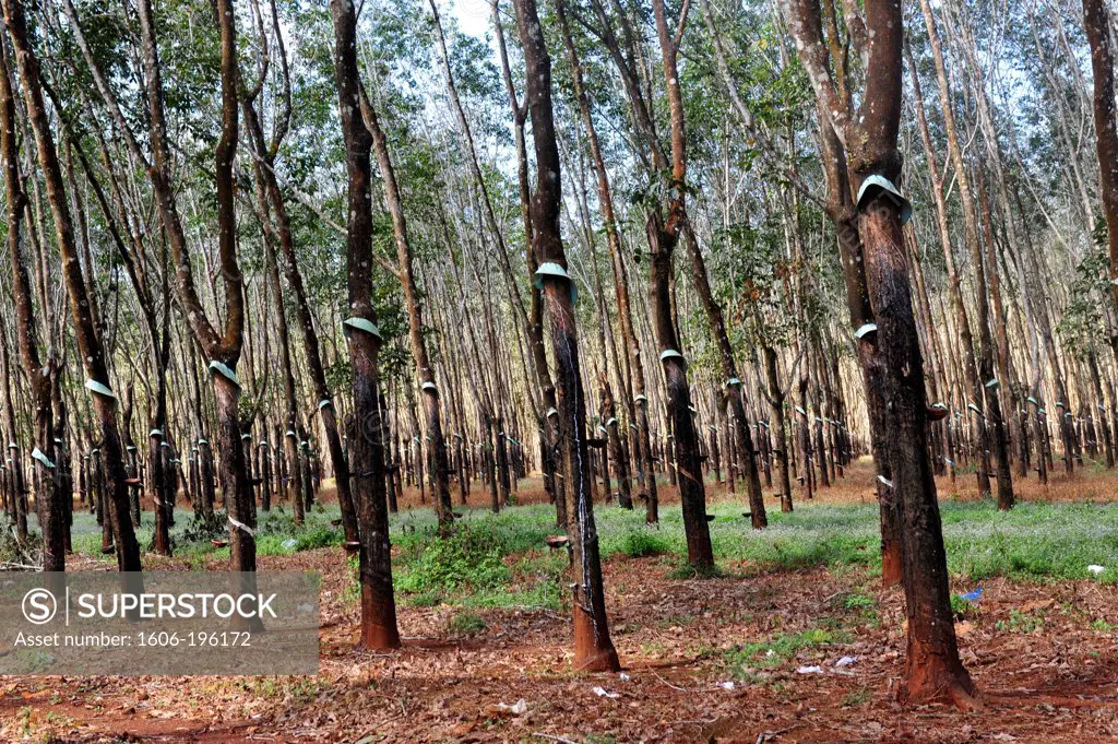 Forest Of Rubber Tree  In Vietnam'S Central Highlands, Vietnam, South East Asia, Asia