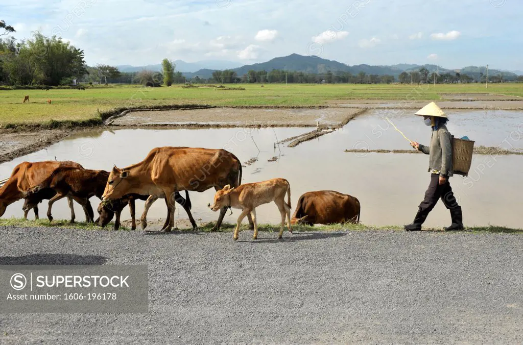 Woman Farmer And Cows  In Vietnam'S Central Highlands, Vietnam, South East Asia, Asia