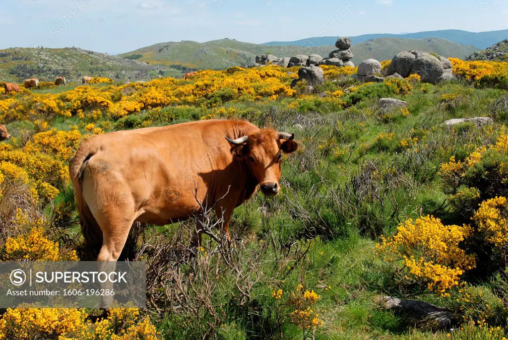 France, Languedoc Roussillon, Landscape Of Mount Lozere With Cows