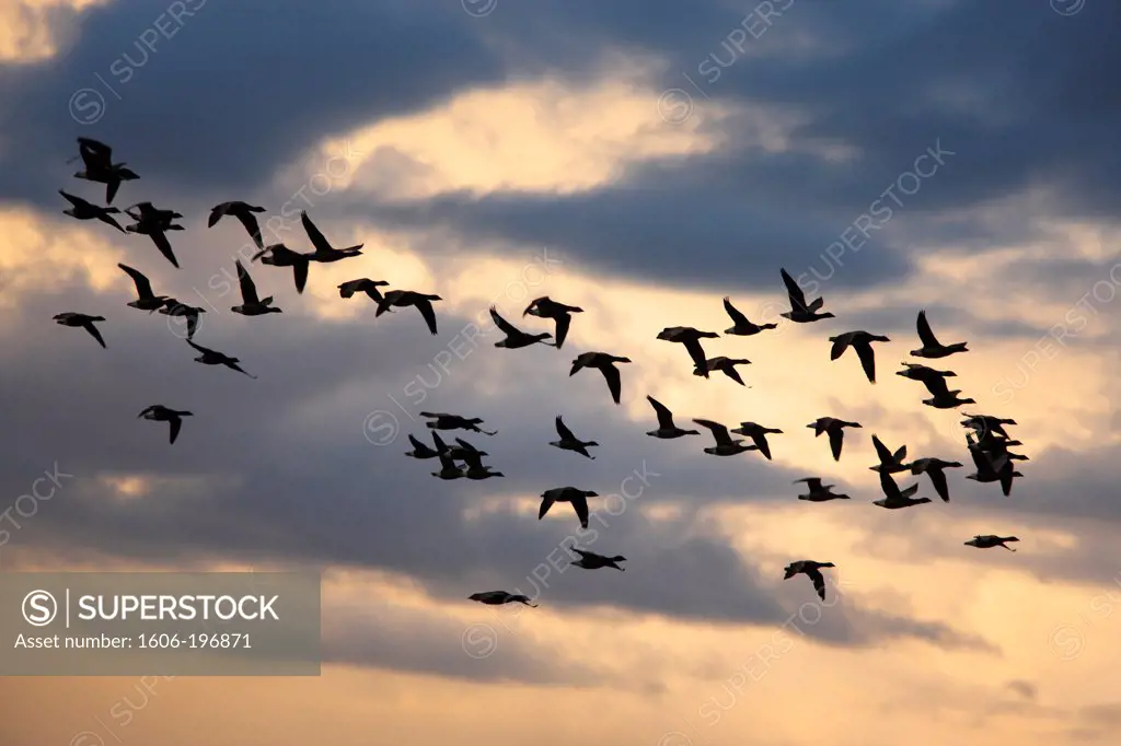 France. Normandy. Regneville Sur Mer. Wild Gooses At The Sunset.