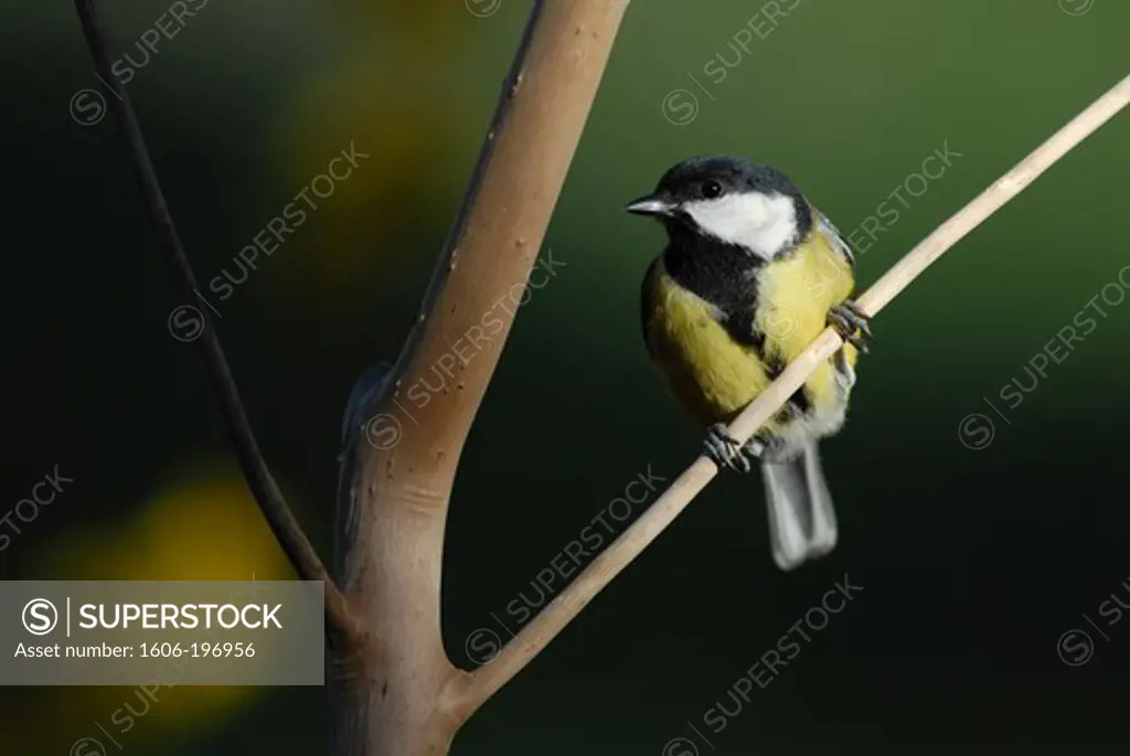 France, Midi Pyrenees, Great Tit (Parus Major) Sitting On A Branch