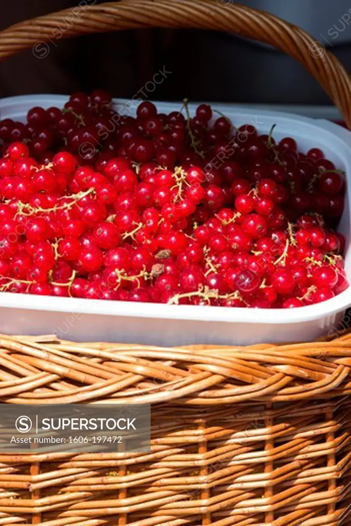 Basket Of Red Fruit, Redcurrant