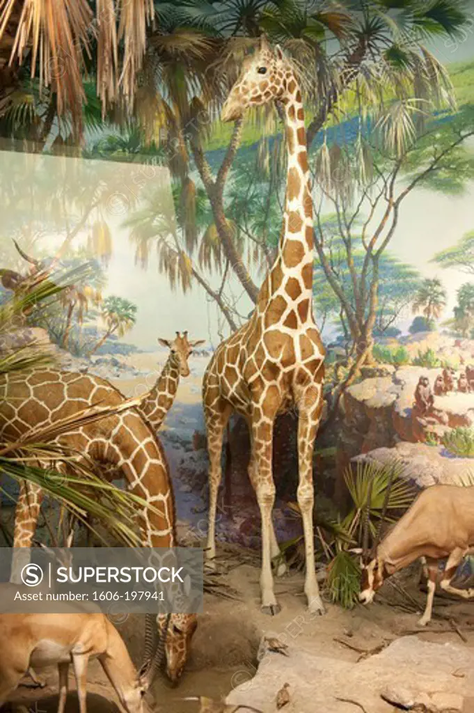 New York - Manhattan - Upper West Side - The American Museum Of Natural History - Naturalized Giraffes