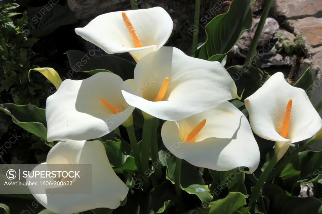 Spain, Andalusia, Las Alpujarras, Pampaneira, Flowers,