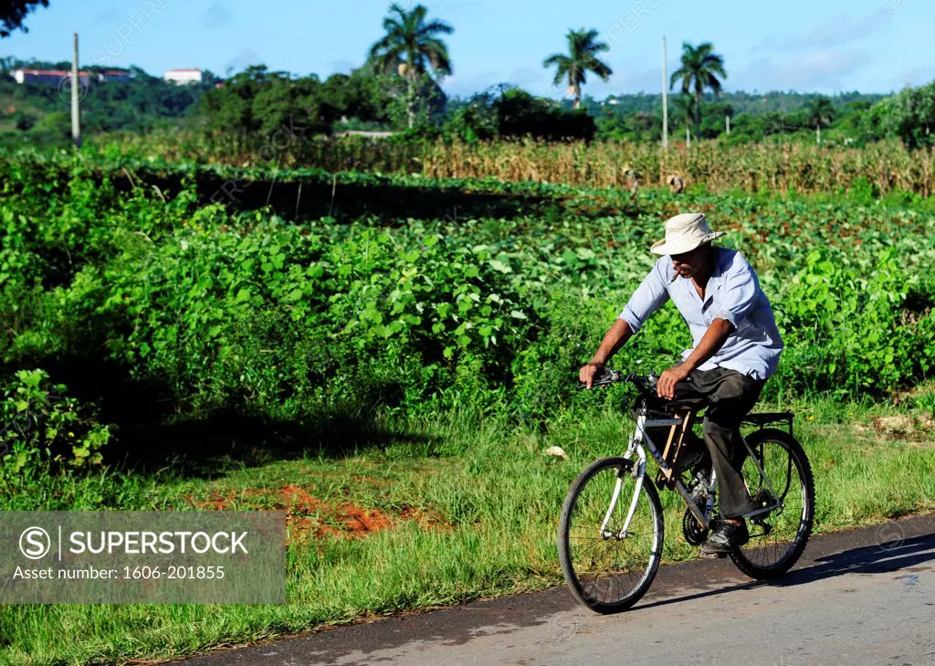 Man Smoking Cigar In Bicycle In Vinales Valley, Cuba