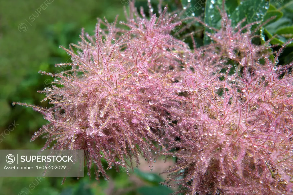 Cotinus Coggygria Young Lady  Inflorescences Covered With Dew Drops