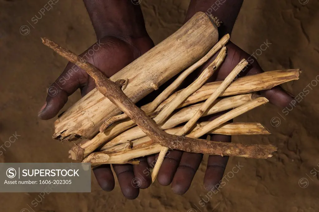 Africa, Gabon, Estuaire Region, Libreville Capital, La Sabliere, Iboga Plant Roots (Tabernanthe Iboga) Or 'Sacred Wood', High In Alkaloid (Ibogaïn), The Skin Of Its Roots Is Taken During The Bwitist Ceremonies