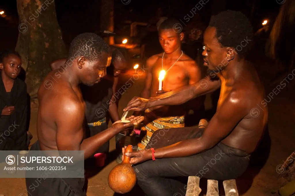 Africa, Gabon, Mboka A Nzambe Village, Bwiti Ceremonies, Forest, An Initiate Takes The Iboga Plant, Stimulating, Muscular Tonic And Sometimes In High Dose, Hallucinogenic
