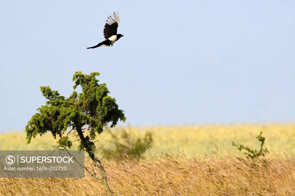 France, Common Magpie (Pica Pica) On The Larzac Plateau