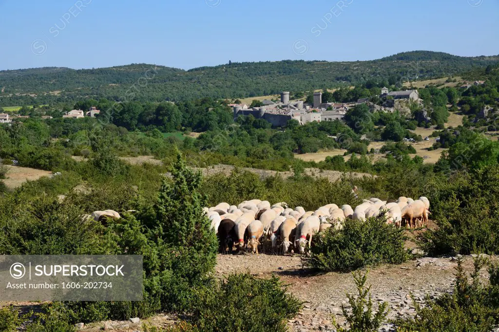 France, A Shepherd And His Flock On The Causse Du Larzac