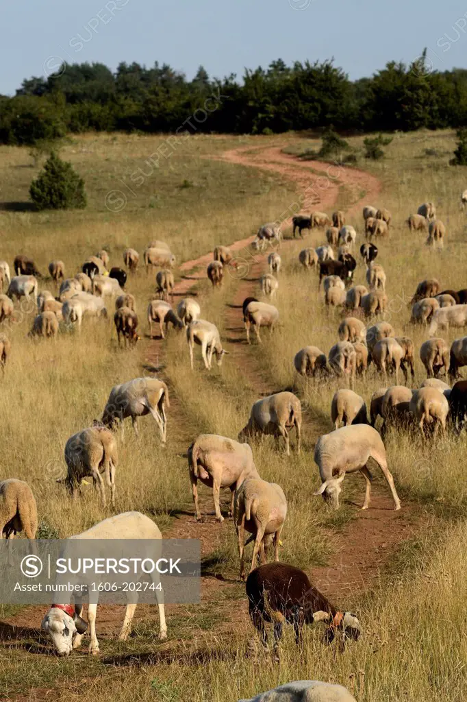 France, A Flock Of Sheep On The Causse Du Larzac