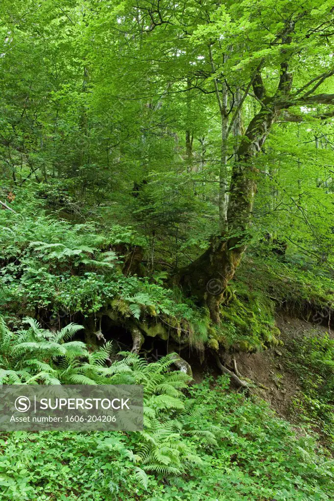 France, Ariege, Ars waterfall forest, erosion around the roots of a beech, ferns
