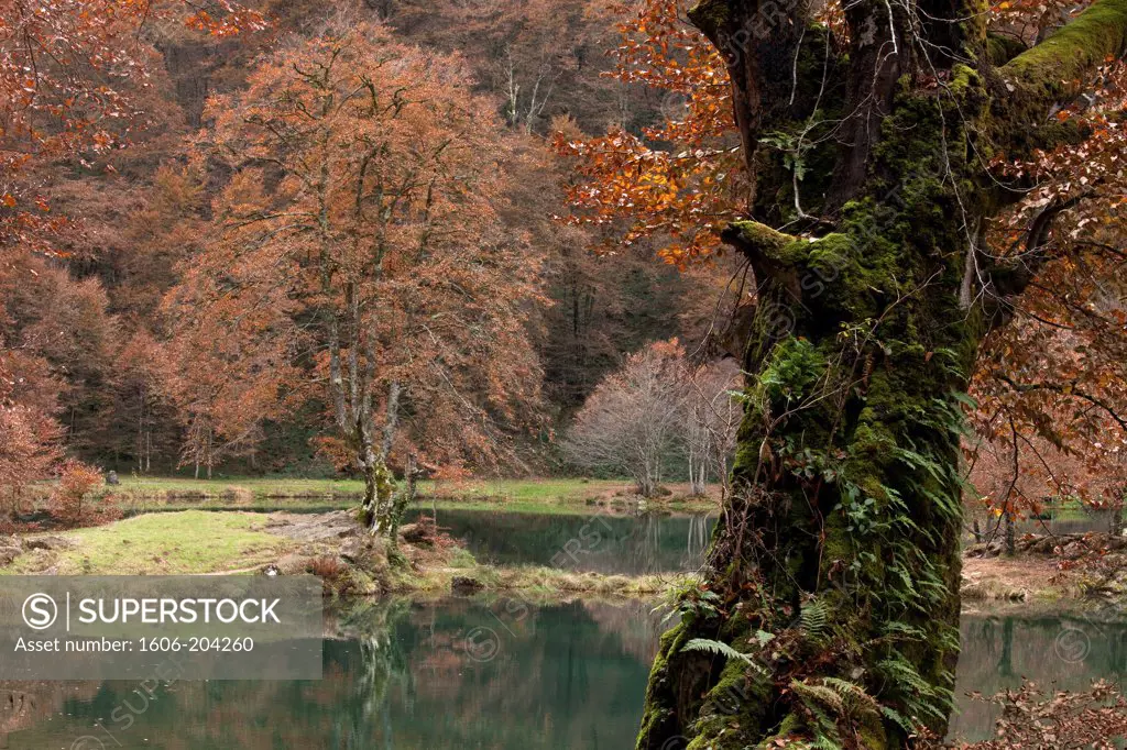 France, Ariege,pond and forest of Bethmale, beeches  in autumn, old trunk covered with moss and ferns