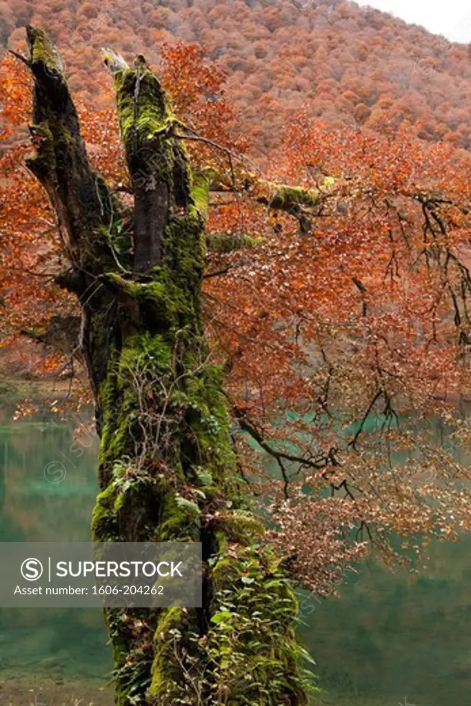 France, Ariege,pond and forest of Bethmale, beeches  in autumn, old trunk covered with moss and fernsAdobe/Workflow