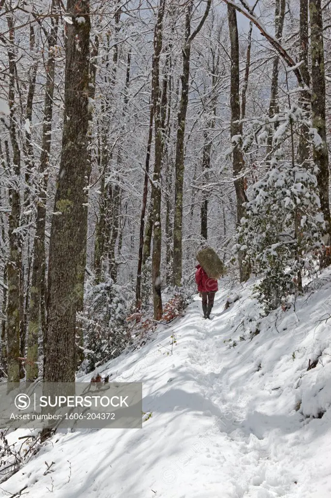 France, Ariege man carrying a bundle of hay, walking on an snowy hiking path in the forest