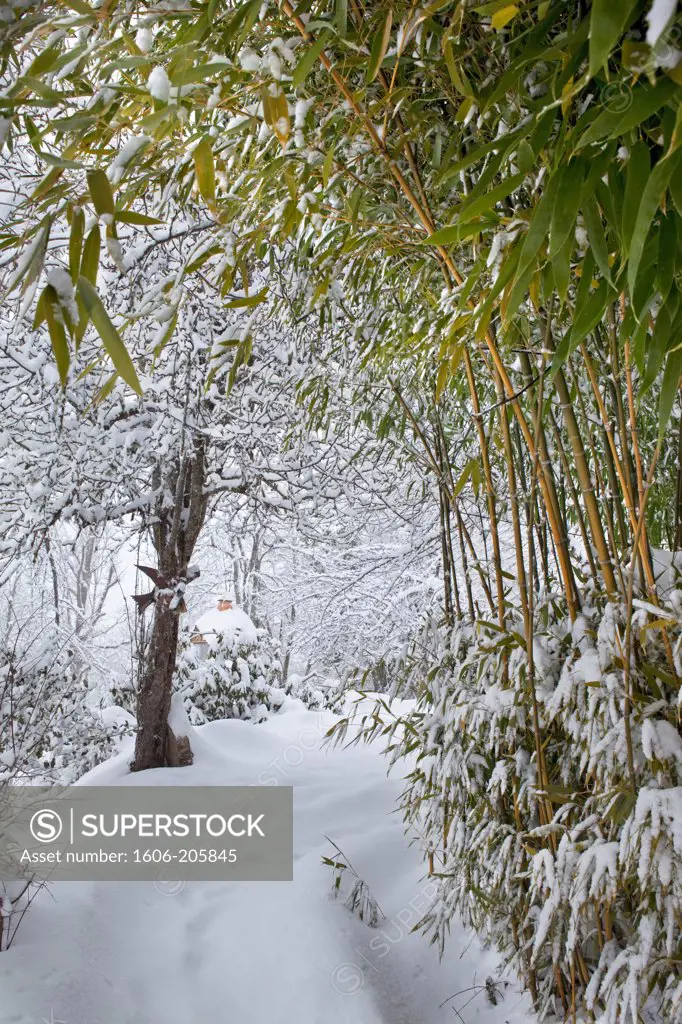 France, Ariege, bamboos covered in snow