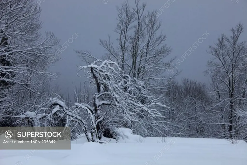 France, Ariege, private parc in winter