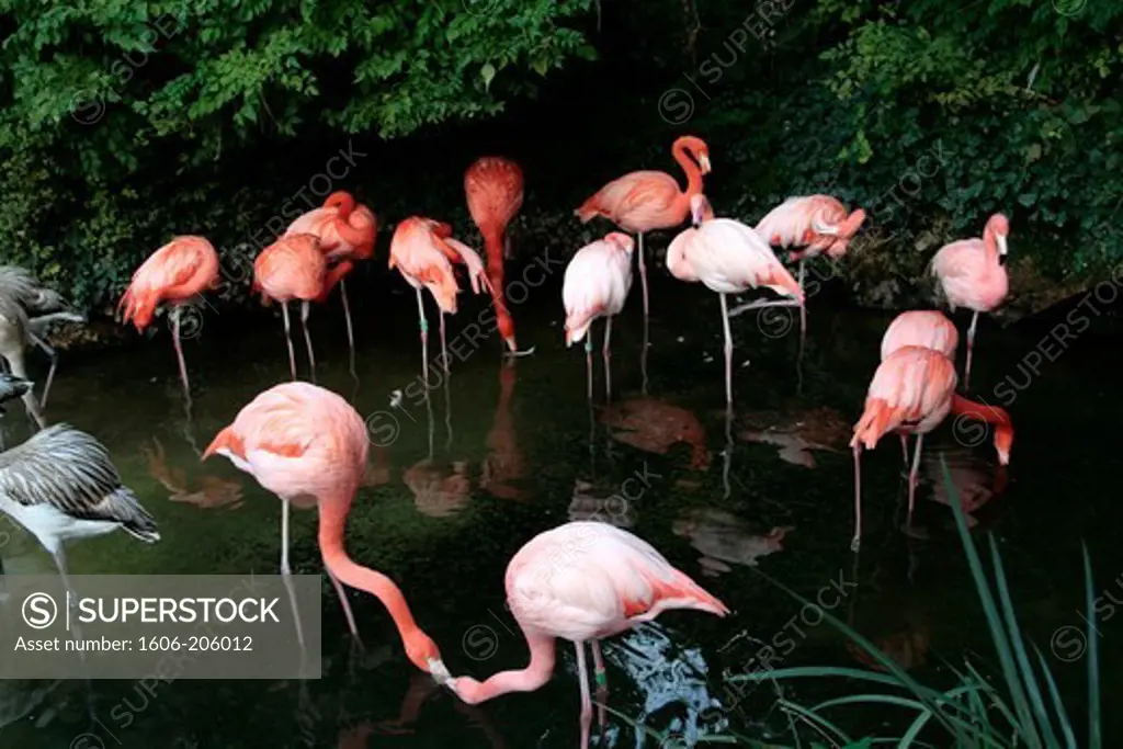 France, Charente-Maritime, La Palmyre Zoo, Flamingos