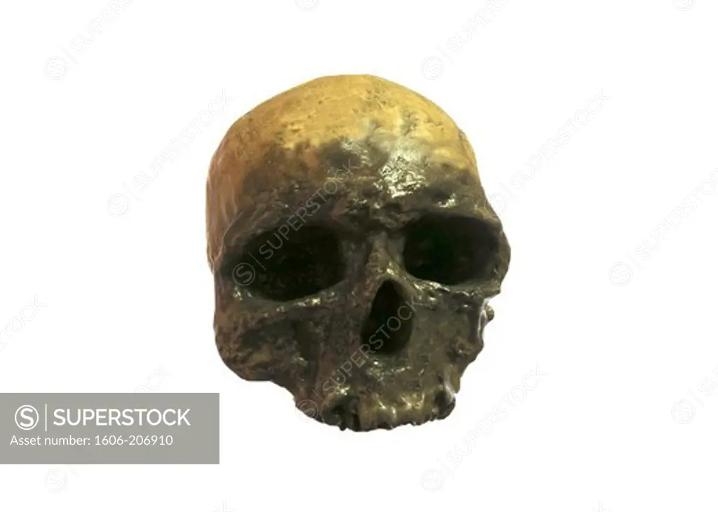 Focus on the skull of a Homo Sapiens.